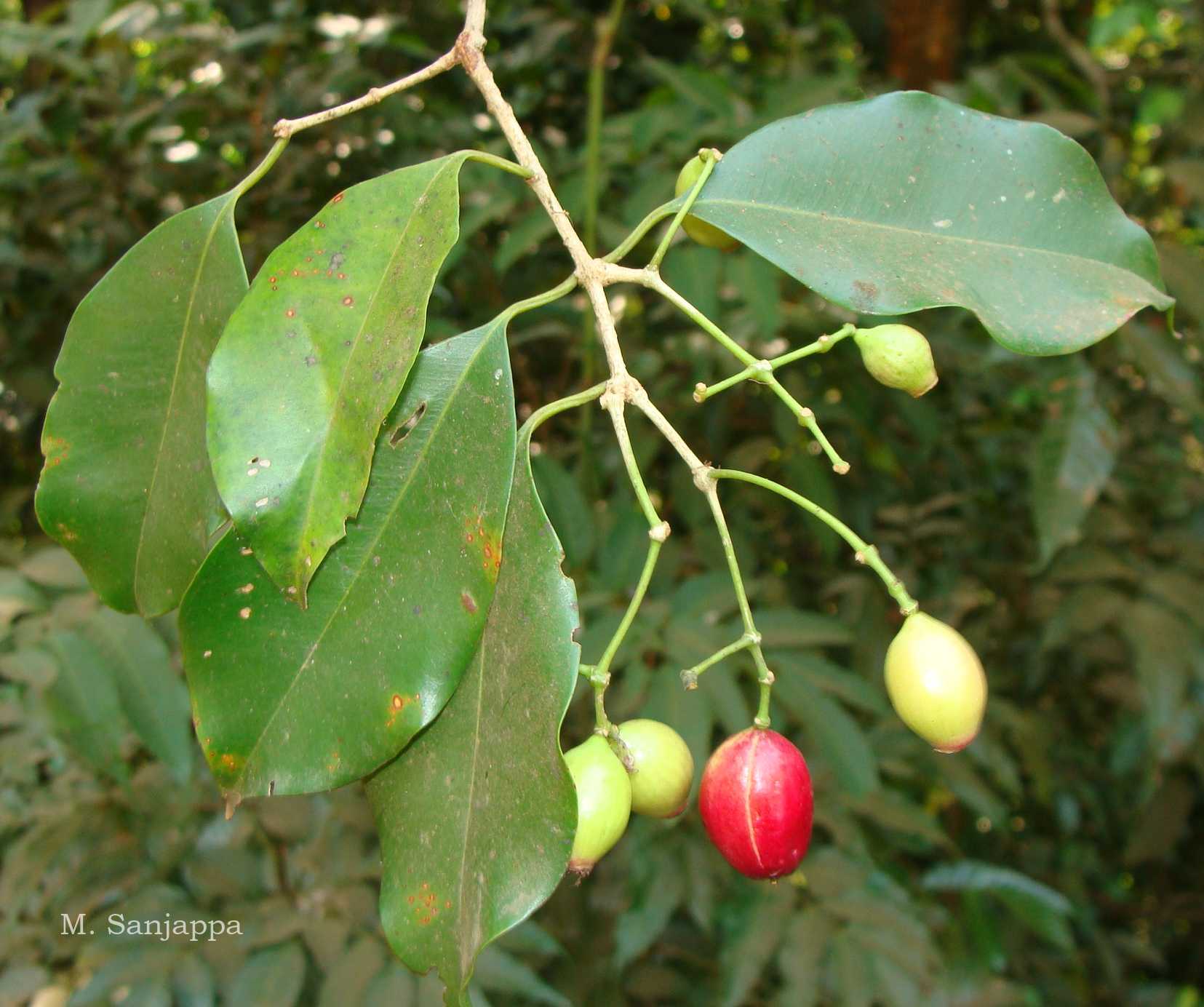 India Flora Online